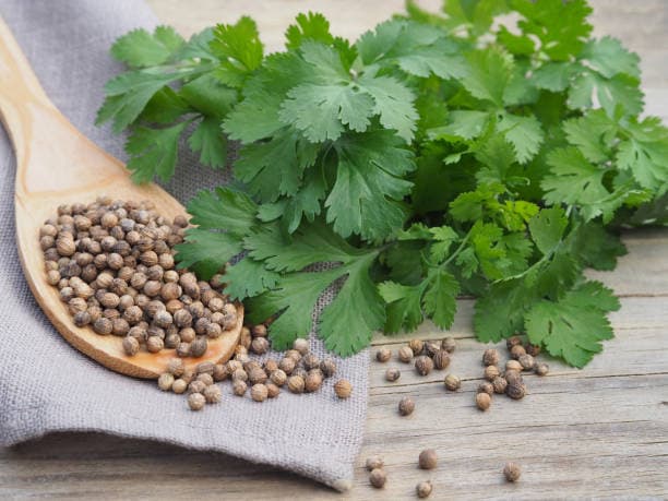 تصویر 3 از خرید و قیمت تخم گشنیز ترد + فروش عمده
